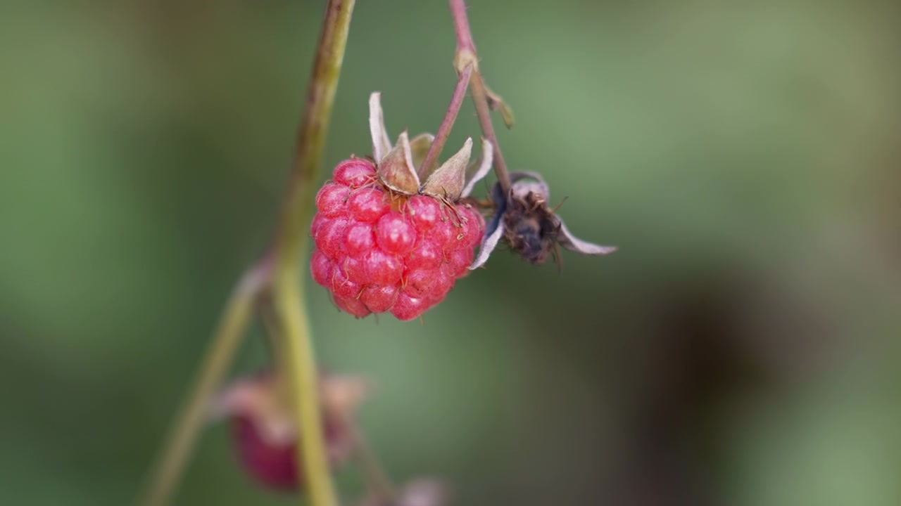 Vibrant Red Raspberry Berry Swaying Gently on a Branch
