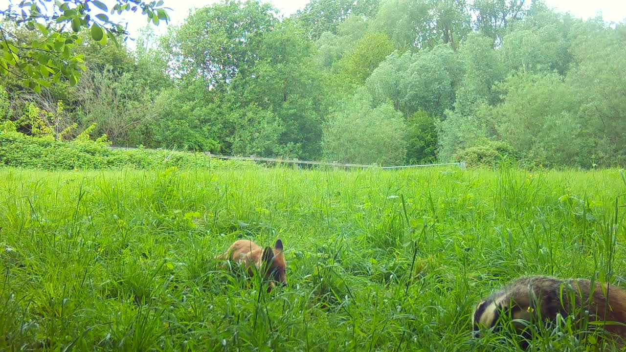 cachorro de zorro y tejón comiendo juntos en un campo a la luz del día, inglaterra