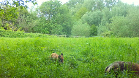 fox cub and badger eating together in a field in daylight, england