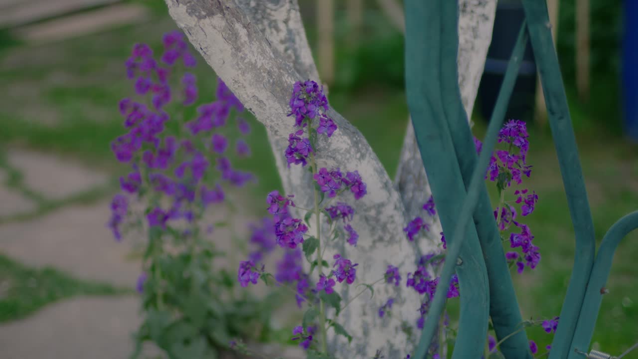 Vibrant purple flowers growing near a textured white garden sculpture and rustic fence. The scene captures the peaceful beauty of a natural garden setting with weathered accents.