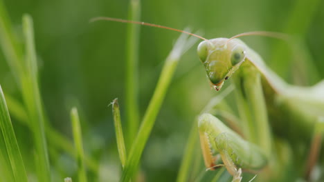 Retrato-De-Una-Asombrosa-Mantis-Religiosa,-Un-Insecto-Depredador-En-La-Hierba