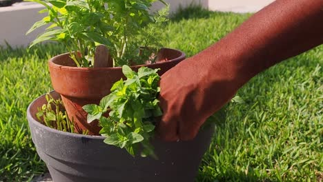 pruning fresh mint out of the pot