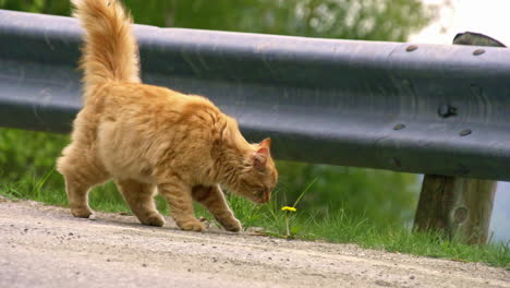 long-haired cat walking along the side of a road - orange tabby