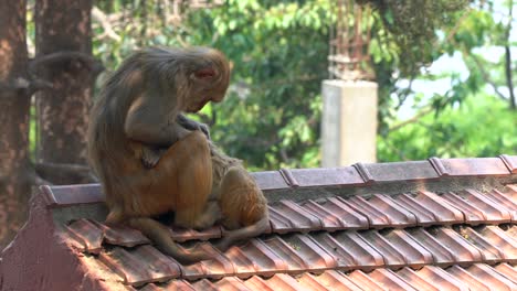 a mother macaque monkey picking lice off her young offspring