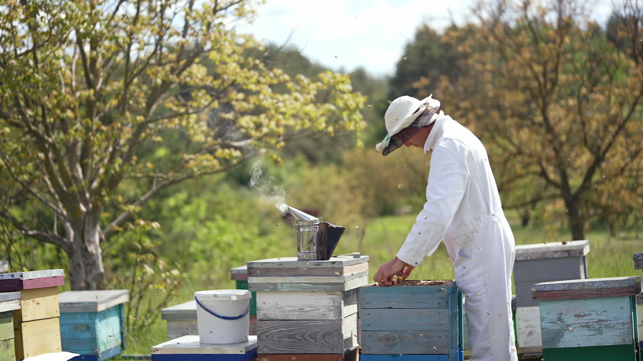 Organic beekeeping. Professional beekeeper in white suit and protective hat inspecting bees on apiary in summer. Chimney with smoke on a hive. Profile view. Slow motion.
