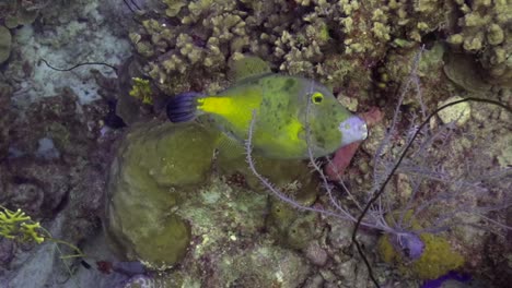 white spotted filefish eating