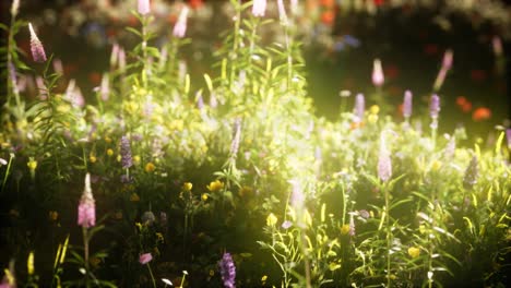 wild flowers in the field