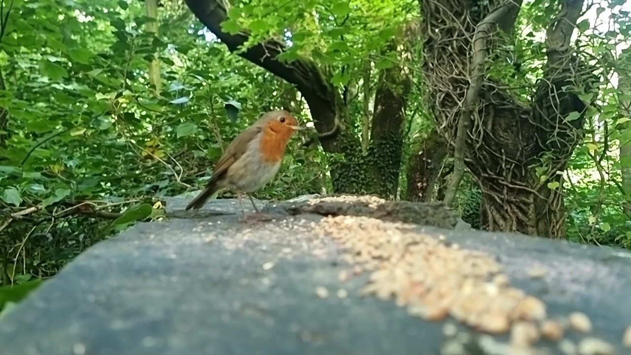 Slowmotion af en rødhals, der spiser frø fra en stenmur i et vildt skovhabitat