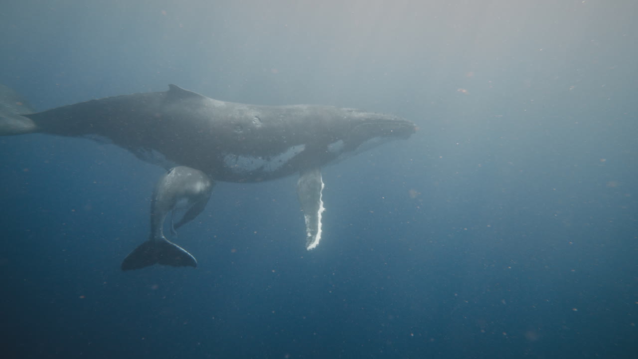 Swimming With Humpback Whales In Vava'u Tonga