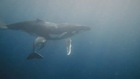 Swimming-With-Humpback-Whales-In-Vava'u-Tonga