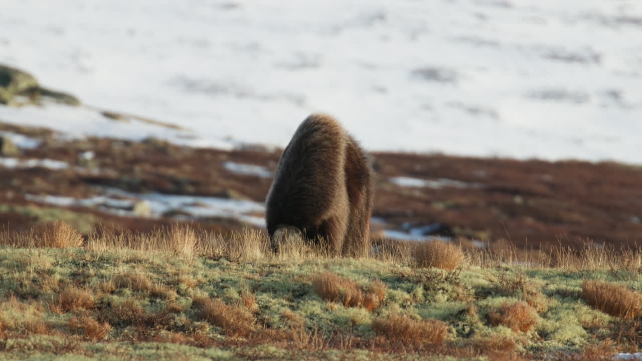 Frontvy av en ensam myskoxe som betar på vinterfjället Dovrefjell.