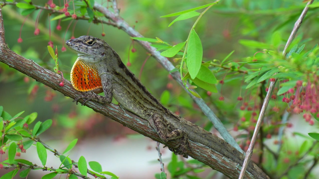 Close up shot of a male Brown Anole (Anolis sagrei) displays its vibrant orange and red dewlap.