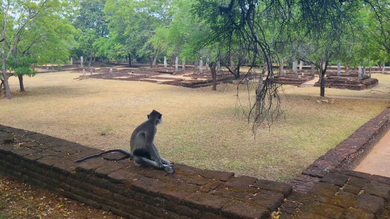 Toque macaque perched on ancient temple ruins in Polonnaruwa, Sri Lanka, observing surroundings in warm daylight, wildlife, historic architecture and tropical nature in Sri Lanka