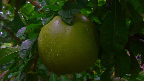 Toma-Panorámica-Lenta-De-Las-Frutas-Milagrosas-Gigantes-También-Conocidas-Como-árbol-De-Calabaza-Y-Calabasa