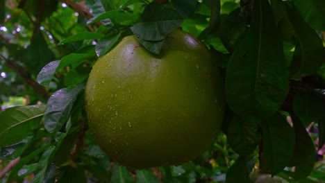 disparo lento de la gigantesca fruta milagrosa frutas también conocidas como árbol de calabaza y calabasa
