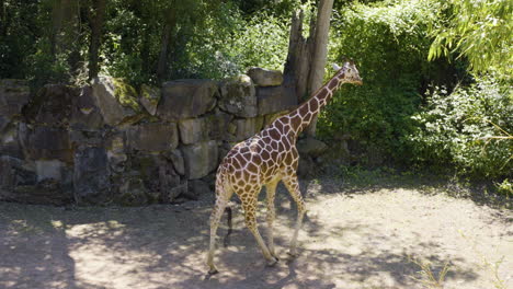 Giraffe-Im-Zoo-Mit-Dichtem-Laub-An-Einem-Sonnigen-Tag