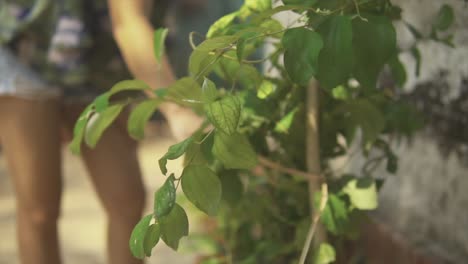 close-up of woman nurturing sensitive plant leaves with delicate touch, taking utmost care of her garden