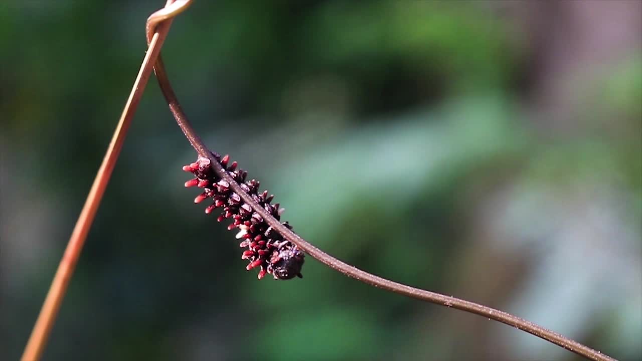 primer plano de la oruga negra roja puntiaguda caminando a lo largo de la rama