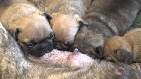 Cachorros-De-Bulldog-Francés-De-Pura-Raza-Recién-Nacidos-Chupando-Leche-De-Su-Madre