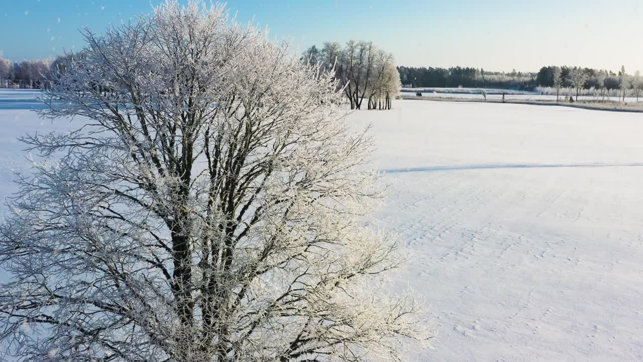 Albero invernale con rami coperti di brina in vista aerea in una soleggiata mattina d'inverno con nevicata.
