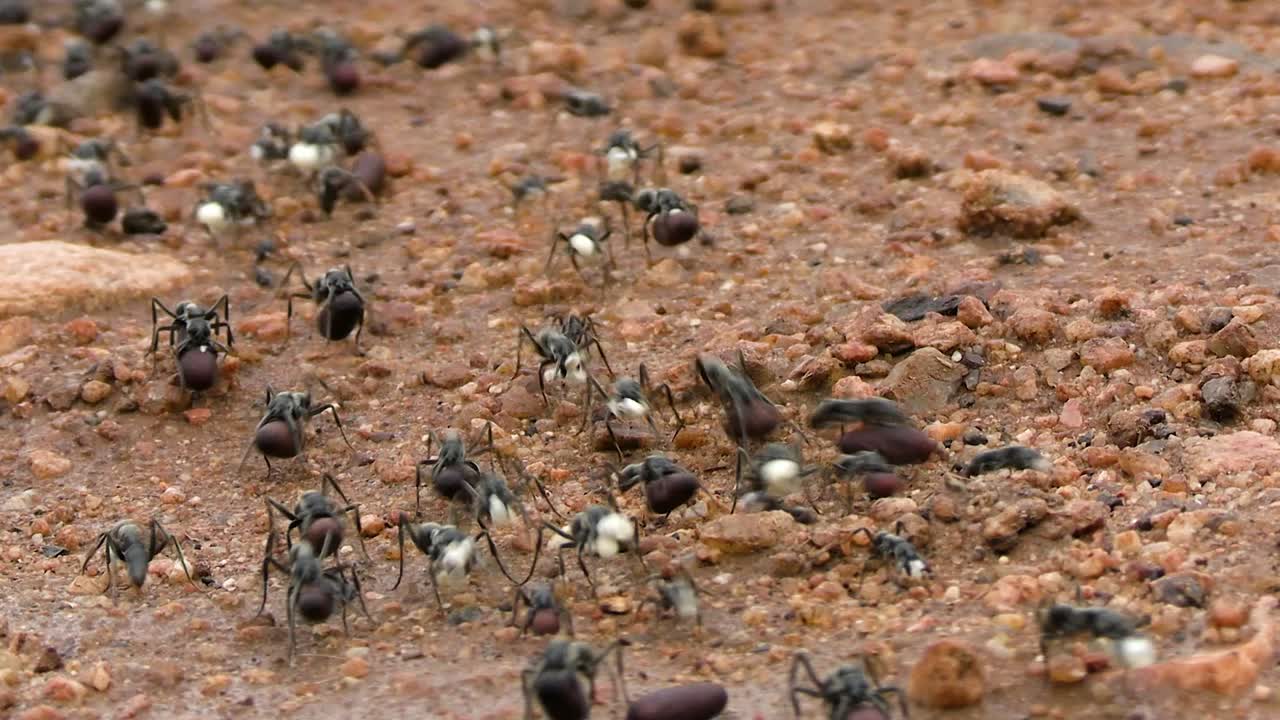 아프리카 마타벨리 개미 집단은 색과 구형의 씨이나 다른 종류의 음식을 가지고 바위와 모래 지형을 가로질러 이동합니다.