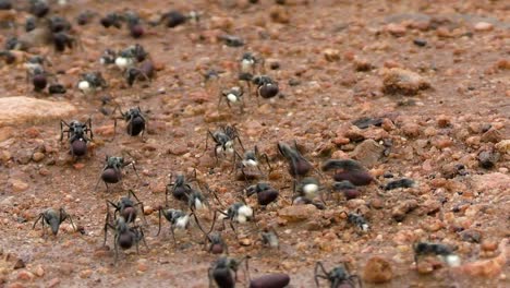 group of african matabele ants moving across a rocky, sandy terrain carrying white and spherical seeds or other type of food