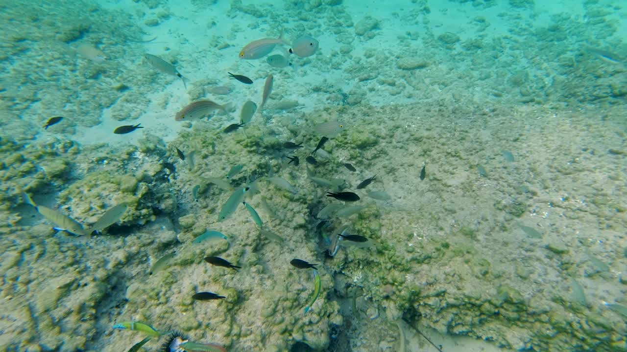 escena submarina con peces de colores y arrecifes de coral
