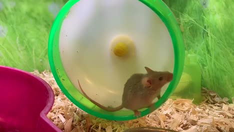 a small mouse running on a wheel getting its daily dose of health, fitness, and exercise