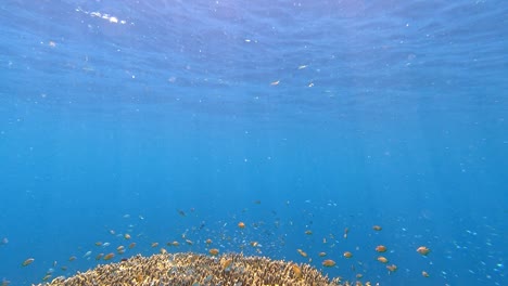 小魚在藍色海水中的珊瑚礁上游