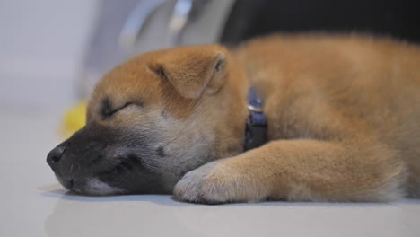 little shiba puppy sleeping on floor