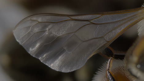 macro close-up of a bee's wing