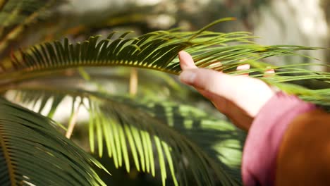 woman's-hand-touching-a-fern-gently