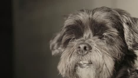 Close-up-of-black-dogs-face-looking-around-and-walking-off-screen