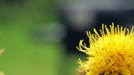 Eine-Makro-Nahaufnahme-Einer-Hummel-Auf-Einer-Gelben-Blume,-Die-Nach-Nahrung-Sucht