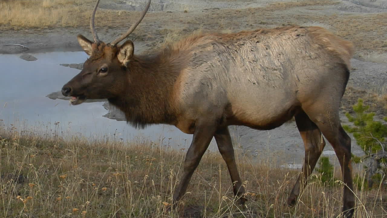 옐로스톤 국립공원의 천연 온천 근처에서 풀을 뜯고 있는 엘크