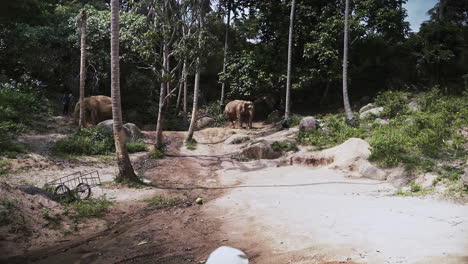 Blonde-woman-watching-asian-elephants-in-elephant-sanctuary,-Thailand