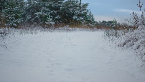 snowy forest meadow with dry grass peeking out from layer white snow close up