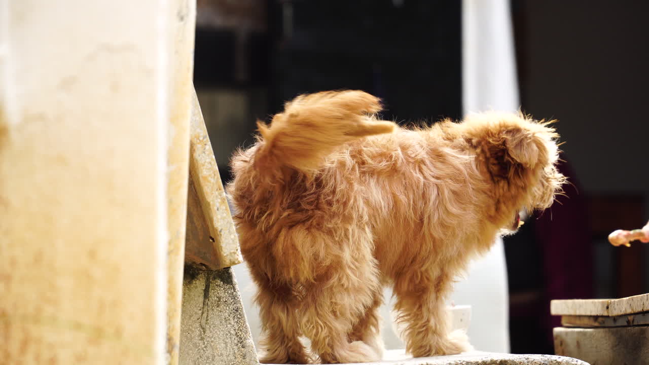 행복한 푹신한 거리의 개가 음식을 받고 익사물에서 뛰어내립니다