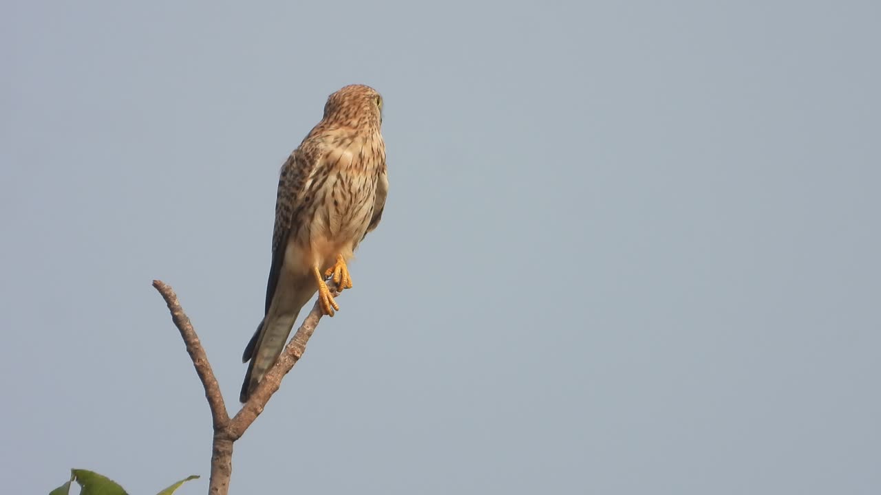 el halcón espera la caza.