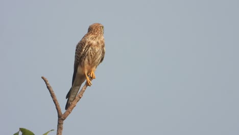 falcon waiting for hunt