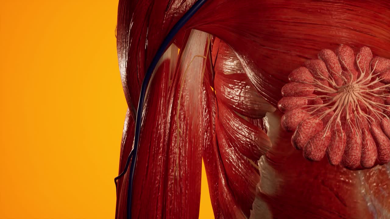 animación 3d anatómica del cuerpo femenino. estructura muscular y vascular debajo de la piel. anatomía del pecho.