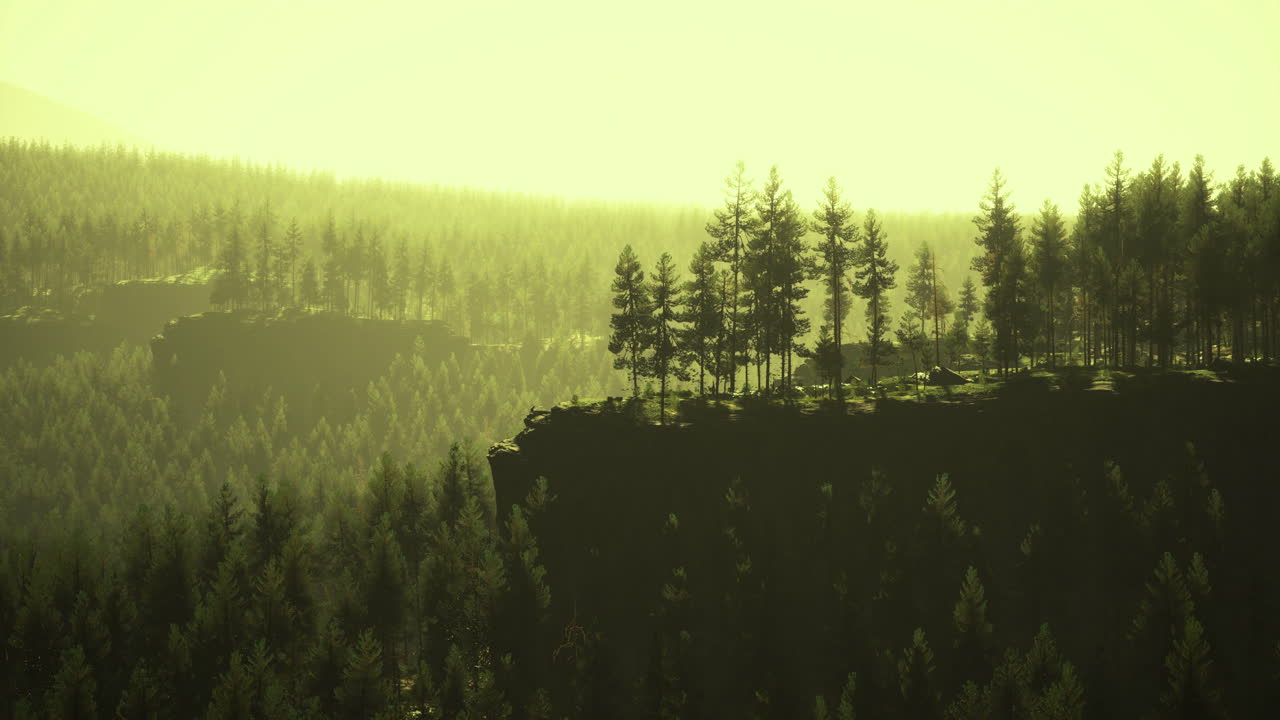 Sunrise over a tranquil forest landscape with silhouettes of tall trees