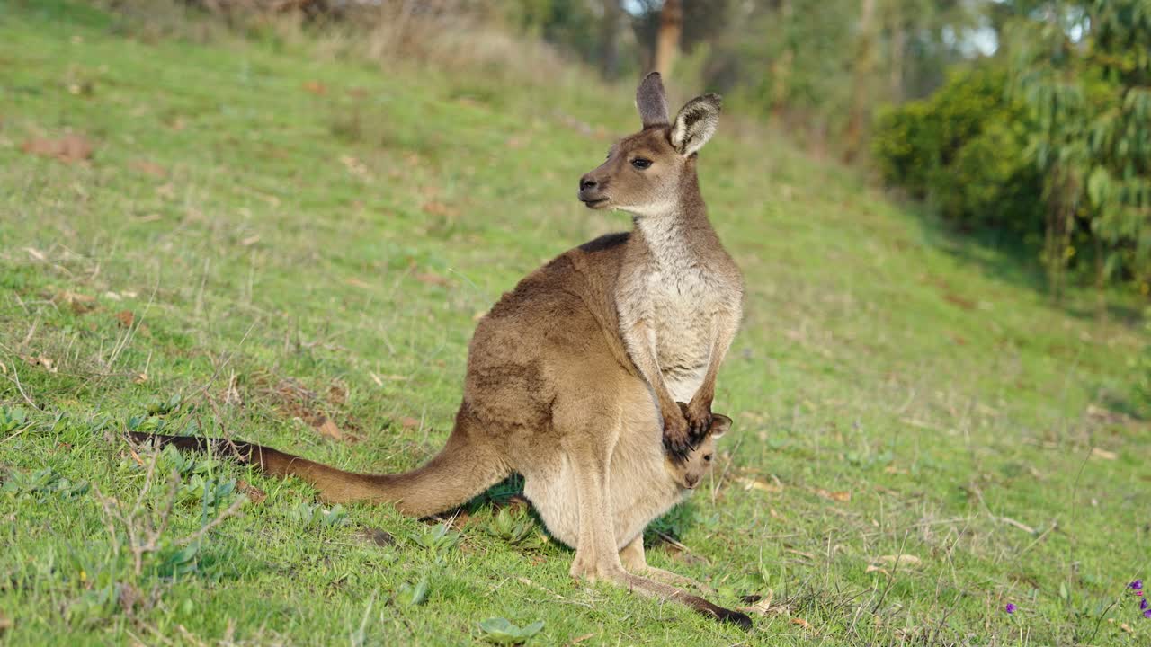 Kangaroo with Joey in Grassland