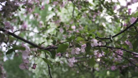 pink blossoms on a spring tree