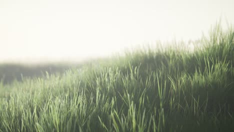 green field with tall grass in the early morning with fog