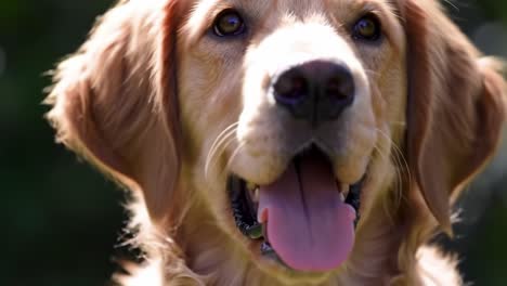 delightful moments with a playful golden retriever dog, capturing joyful expressions and the unique charm of a pet ready for fun and adventure in a lush green setting
