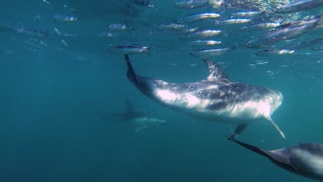 Sardina-Ejecutar-Delfines-Alimentando-Anchoas-Tiro-Submarino