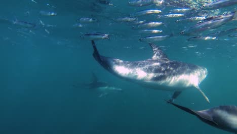sardina ejecutar delfines alimentando anchoas tiro submarino