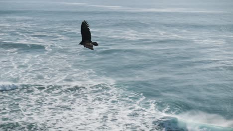 Epic-flying-bird-from-the-ocean-to-the-mountains