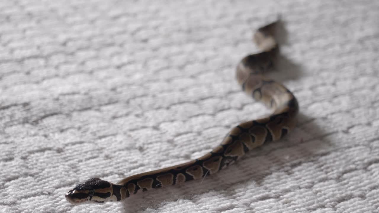 손 주위를 움직이는 아기 피톤